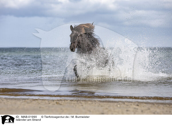 Islnder am Strand / Icelandic horse at the beach / MAB-01990