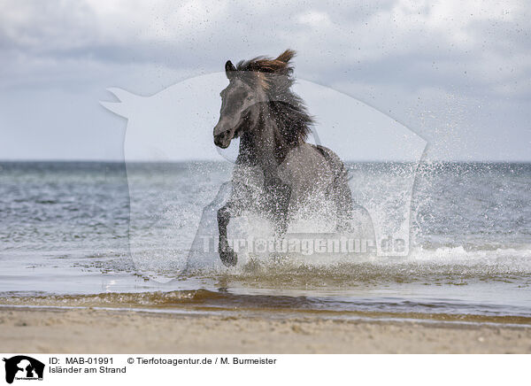 Islnder am Strand / Icelandic horse at the beach / MAB-01991