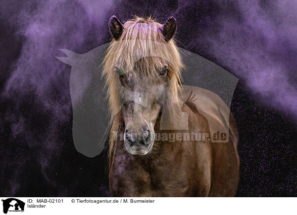 Islnder / Icelandic horse / MAB-02101