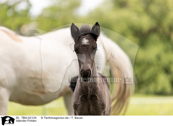 Islnder Fohlen / Icelandic foal / TBA-02124