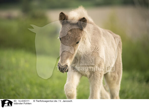 Islnder Fohlen / Icelandic horse foal / VJ-04311