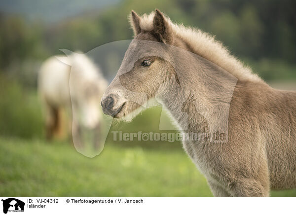 Islnder / Icelandic horses / VJ-04312