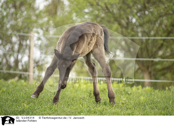 Islnder Fohlen / Icelandic horse foal / VJ-04314