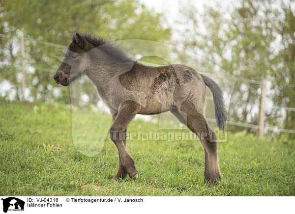 Islnder Fohlen / Icelandic horse foal / VJ-04316