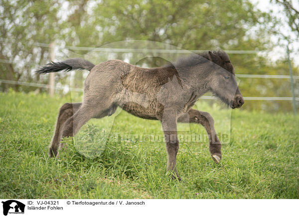 Islnder Fohlen / Icelandic horse foal / VJ-04321