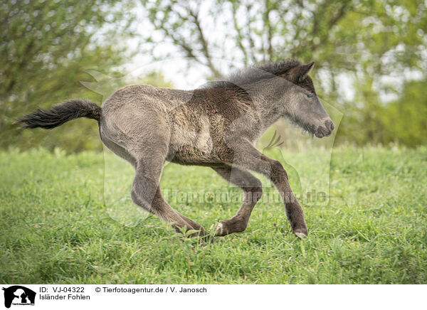 Islnder Fohlen / Icelandic horse foal / VJ-04322