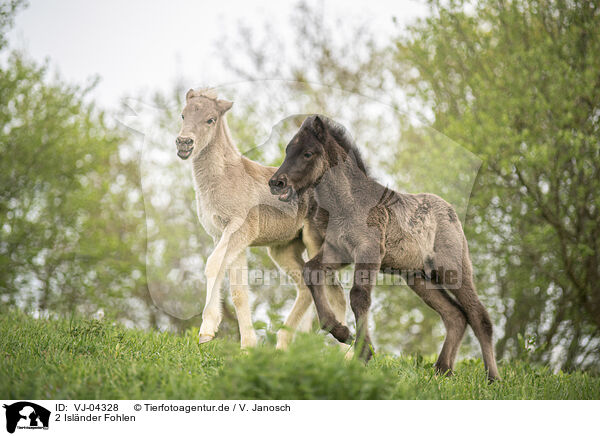 2 Islnder Fohlen / 2 Icelandic horse foals / VJ-04328