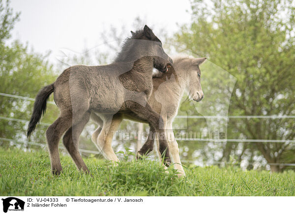 2 Islnder Fohlen / 2 Icelandic horse foals / VJ-04333