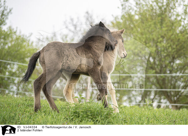 2 Islnder Fohlen / 2 Icelandic horse foals / VJ-04334