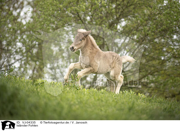 Islnder Fohlen / Icelandic horse foal / VJ-04335