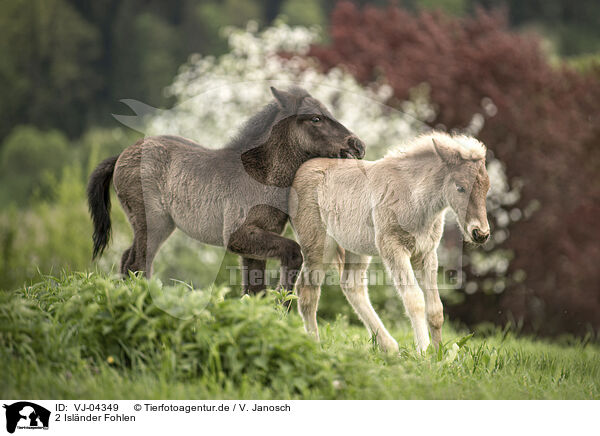 2 Islnder Fohlen / 2 Icelandic horse foals / VJ-04349
