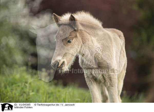 Islnder Fohlen / Icelandic horse foal / VJ-04385