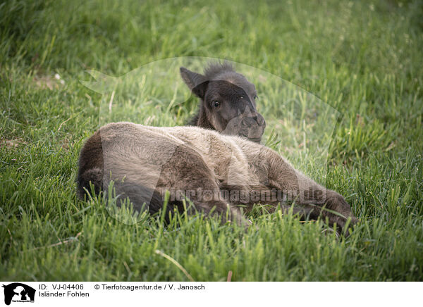 Islnder Fohlen / Icelandic horse foal / VJ-04406