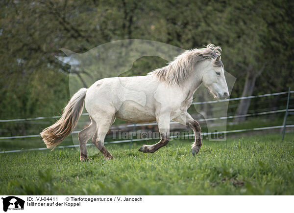 Islnder auf der Koppel / Icelandic horse in the meadow / VJ-04411