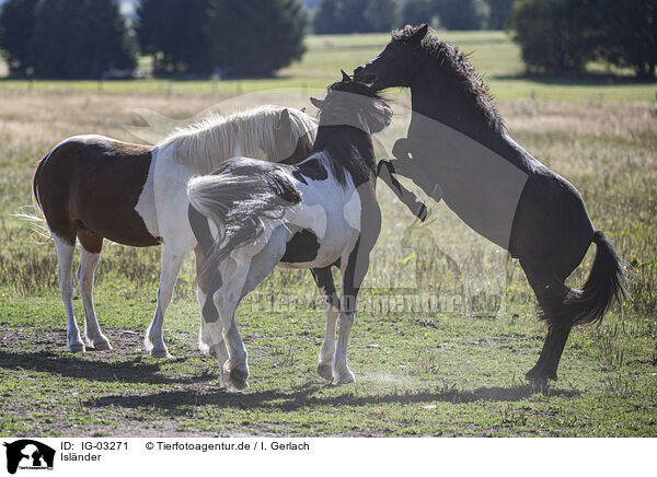 Islnder / Icelandic horses / IG-03271