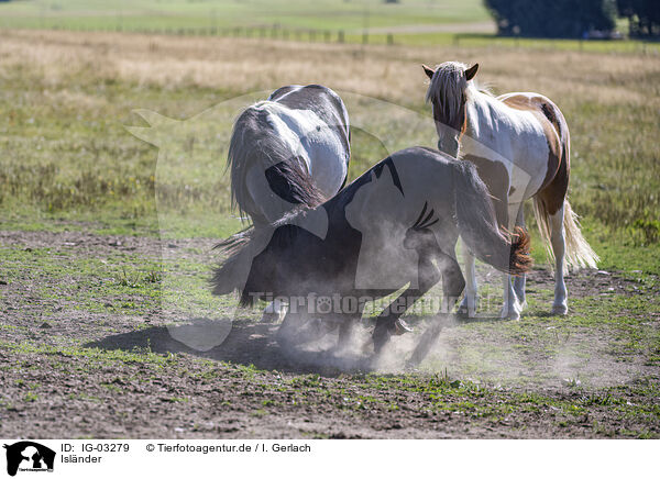 Islnder / Icelandic horses / IG-03279