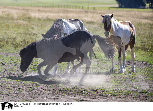 Islnder / Icelandic horses / IG-03281