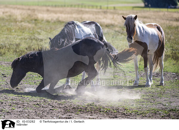 Islnder / Icelandic horses / IG-03282