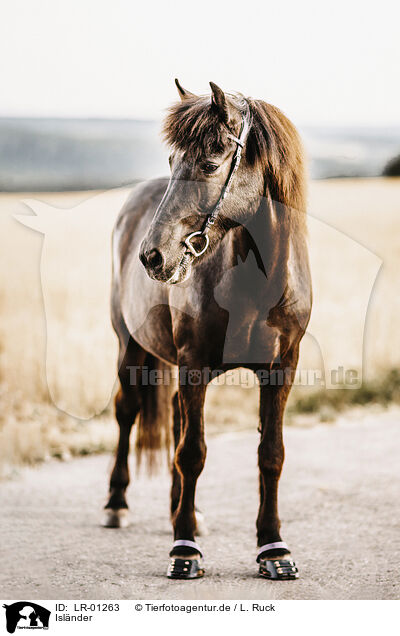 Islnder / icelandic horse / LR-01263
