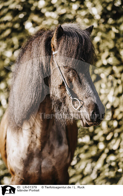 Islnder Portrait / Icelandic horse portrait / LR-01379