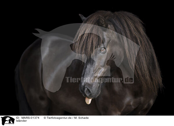 Islnder / Icelandic horse / MARS-01374