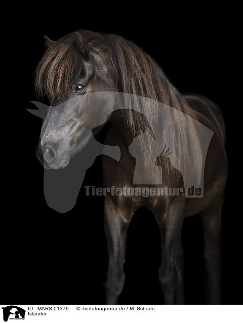 Islnder / Icelandic horse / MARS-01376