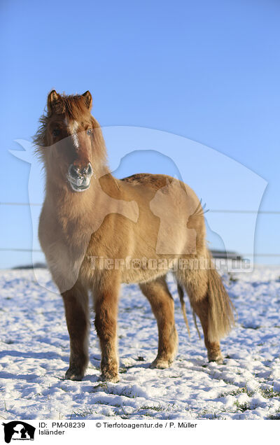 Islnder / Icelandic horse / PM-08239