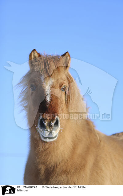 Islnder / Icelandic horse / PM-08241