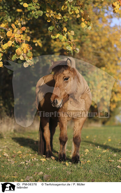 Islnder / Icelandic horse / PM-08376