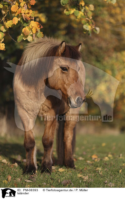 Islnder / Icelandic horse / PM-08393