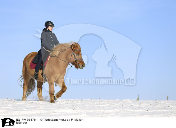 Islnder / Icelandic horse / PM-08476