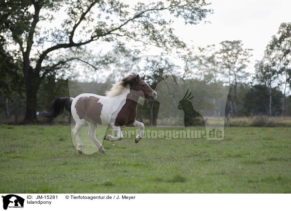 Islandpony / Icelandic Horse / JM-15281