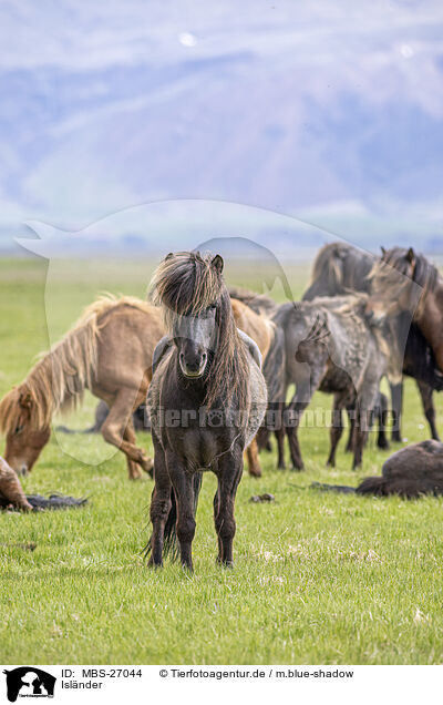 Islnder / Icelandic horses / MBS-27044