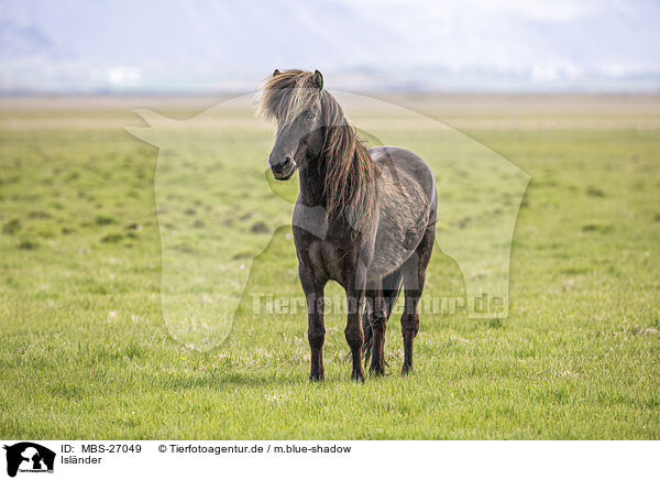 Islnder / Icelandic horse / MBS-27049