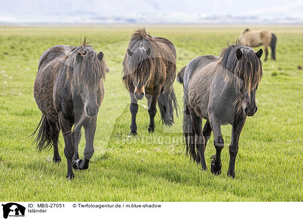 Islnder / Icelandic horses / MBS-27051