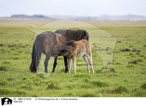 Islnder / Icelandic horses / MBS-27055
