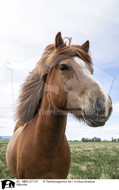 Islnder / Icelandic horse / MBS-27137