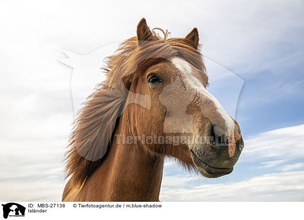 Islnder / Icelandic horse / MBS-27138