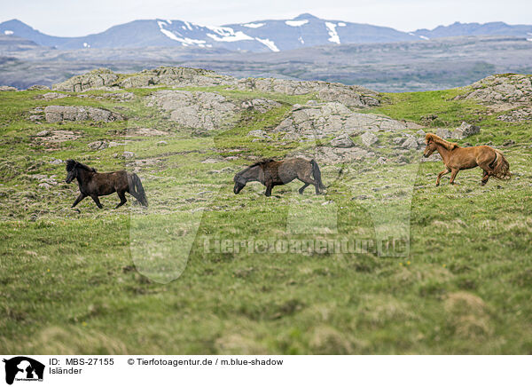 Islnder / Icelandic horses / MBS-27155