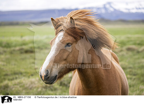 Islnder / Icelandic horse / MBS-27156