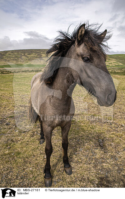 Islnder / Icelandic horse / MBS-27161