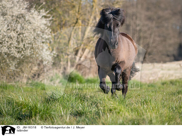 Islnder / Icelandic horse / JM-16318