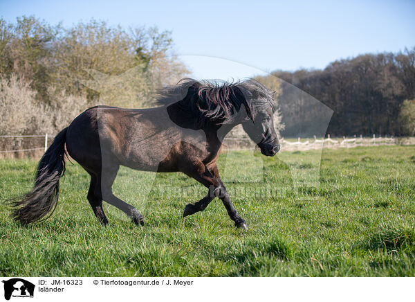 Islnder / Icelandic horse / JM-16323