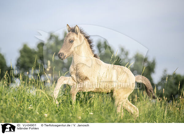 Islnder Fohlen / Icelandic horse foal / VJ-04901