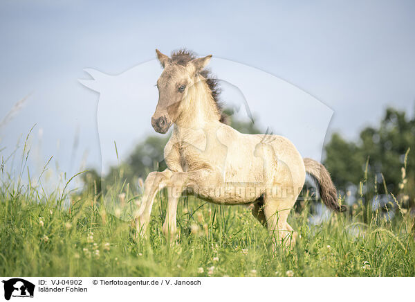 Islnder Fohlen / Icelandic horse foal / VJ-04902