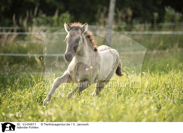 Islnder Fohlen / Icelandic horse foal / VJ-04911