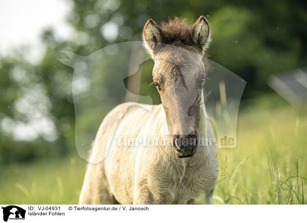 Islnder Fohlen / VJ-04931