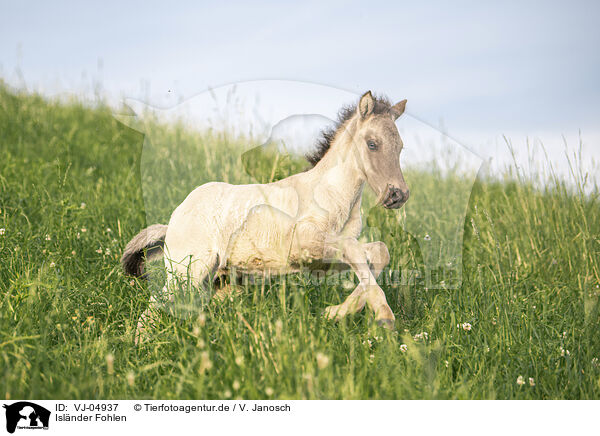Islnder Fohlen / Icelandic horse foal / VJ-04937