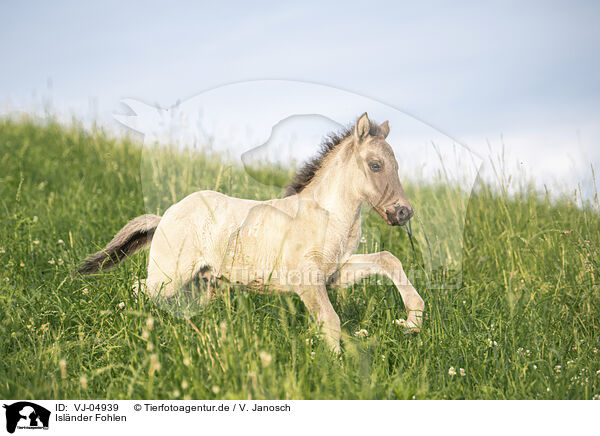 Islnder Fohlen / Icelandic horse foal / VJ-04939