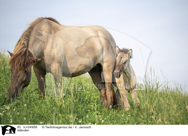 Islnder / Icelandic horses / VJ-04956